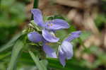 Spiderwort